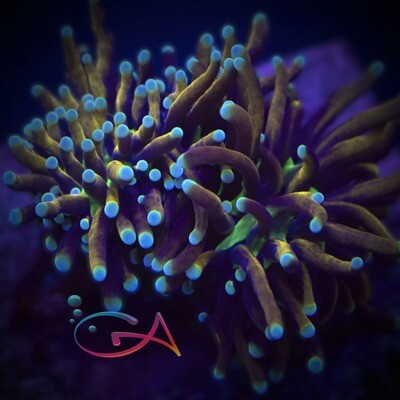 Coral - Frag - Euphyllia Torch - Black Panther