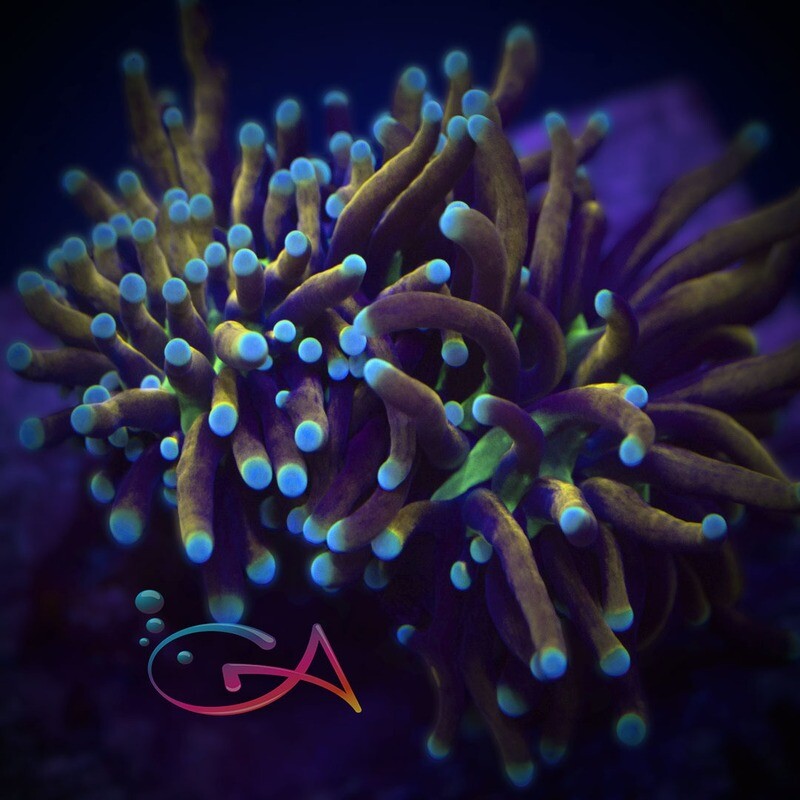 Coral - Frag - Euphyllia Torch - Black Panther