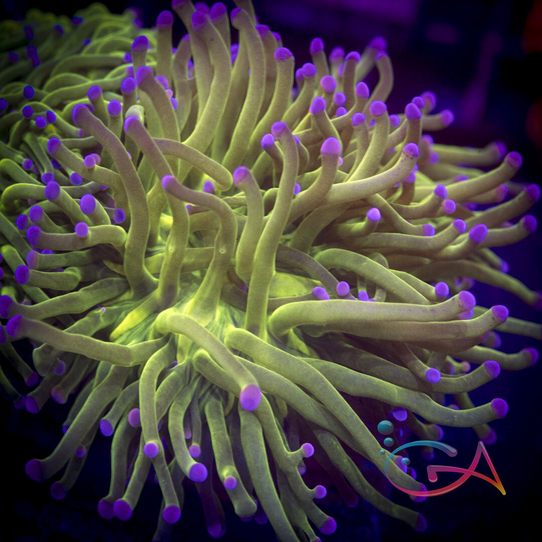 Coral - Frag - Euphyllia Torch - Cotton Candy