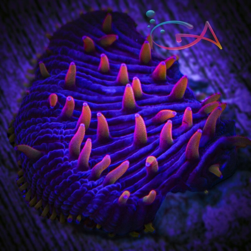 Coral - Frag - Fungia - Diaseris - Rainbow UC