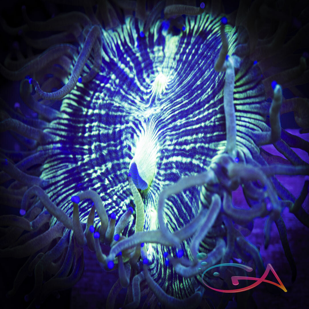 Coral - Frag -  Elegance Fraggable