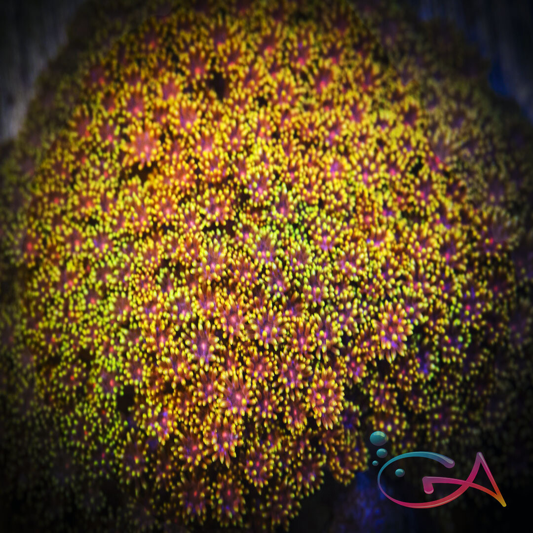 Coral - Frag - Bernardpora - Pixy Sticks UC