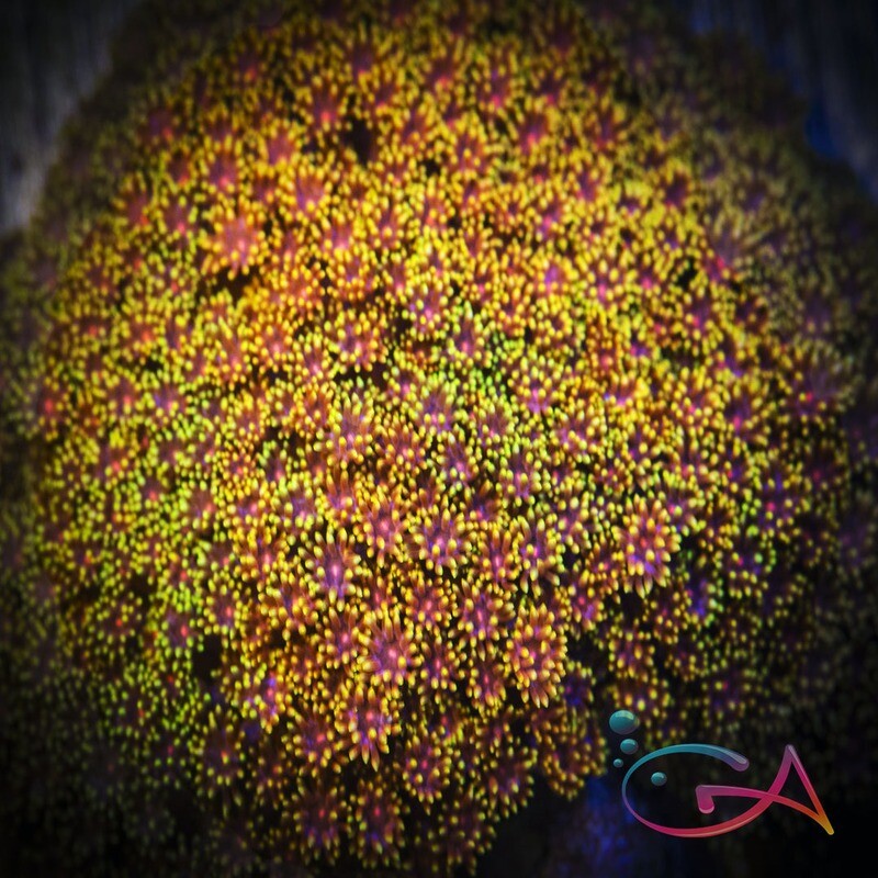 Coral - Frag - Bernardpora - Pixy Sticks UC