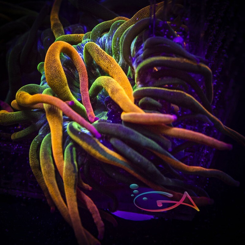 Anemone - Bubble Tip - Nexus