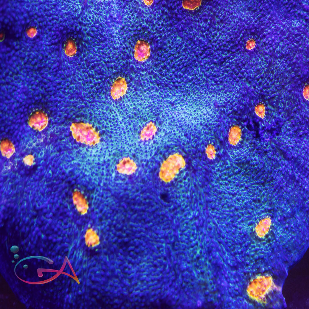 Coral - Frag - Chalice - Miami Hurricane