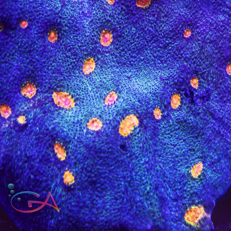 Coral - Frag - Chalice - Miami Hurricane