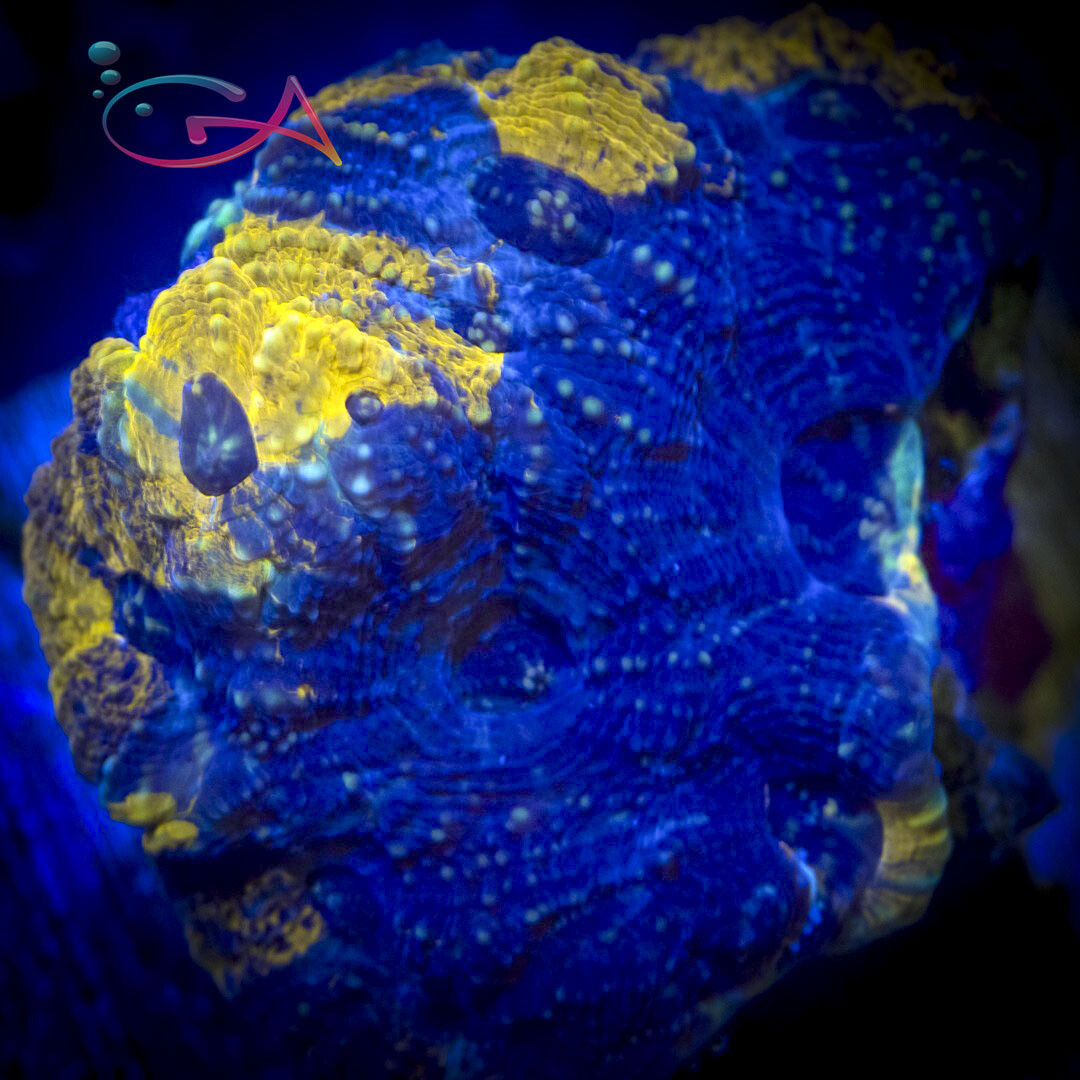 Coral - Frag - Chalice - Texas Melting Pot GA