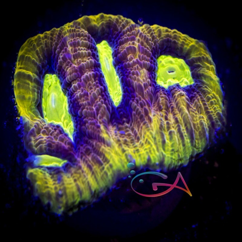 Coral - Frag - Favia Dragon Soul GA