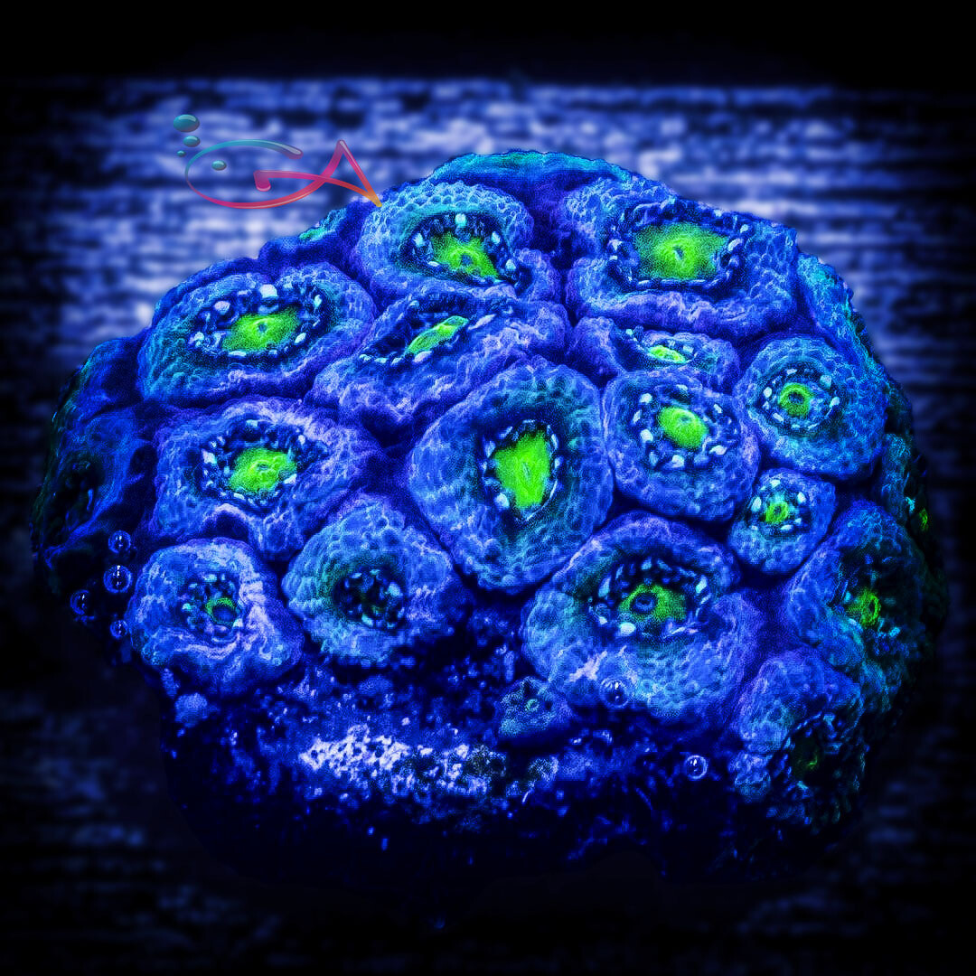 Coral - Frag - Goniastrea - Lightning Strikes