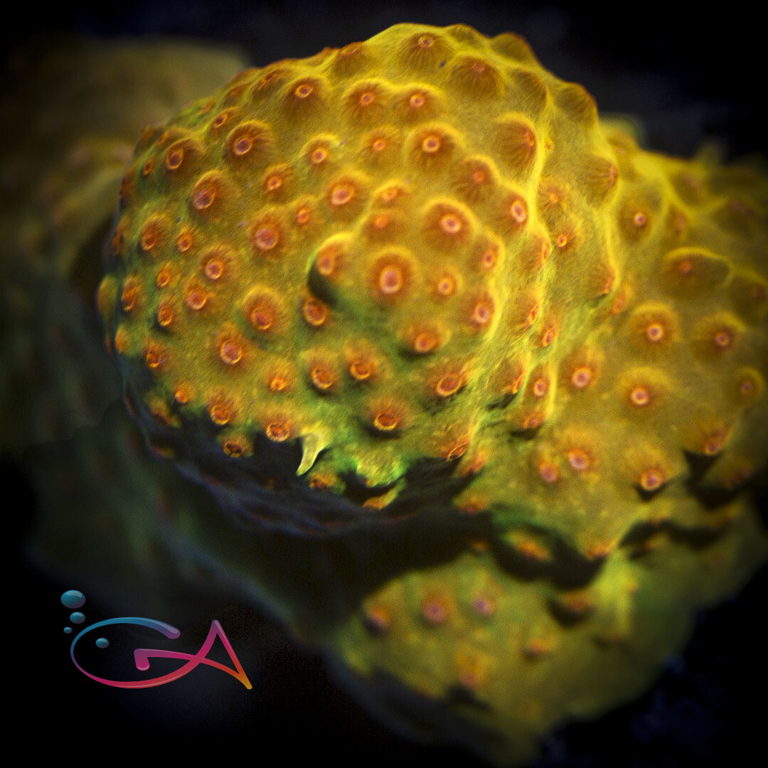 Coral - Frag - Cyphastrea - Defcon WWC