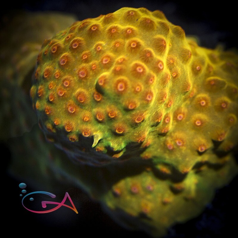 Coral - Frag - Cyphastrea - Defcon WWC
