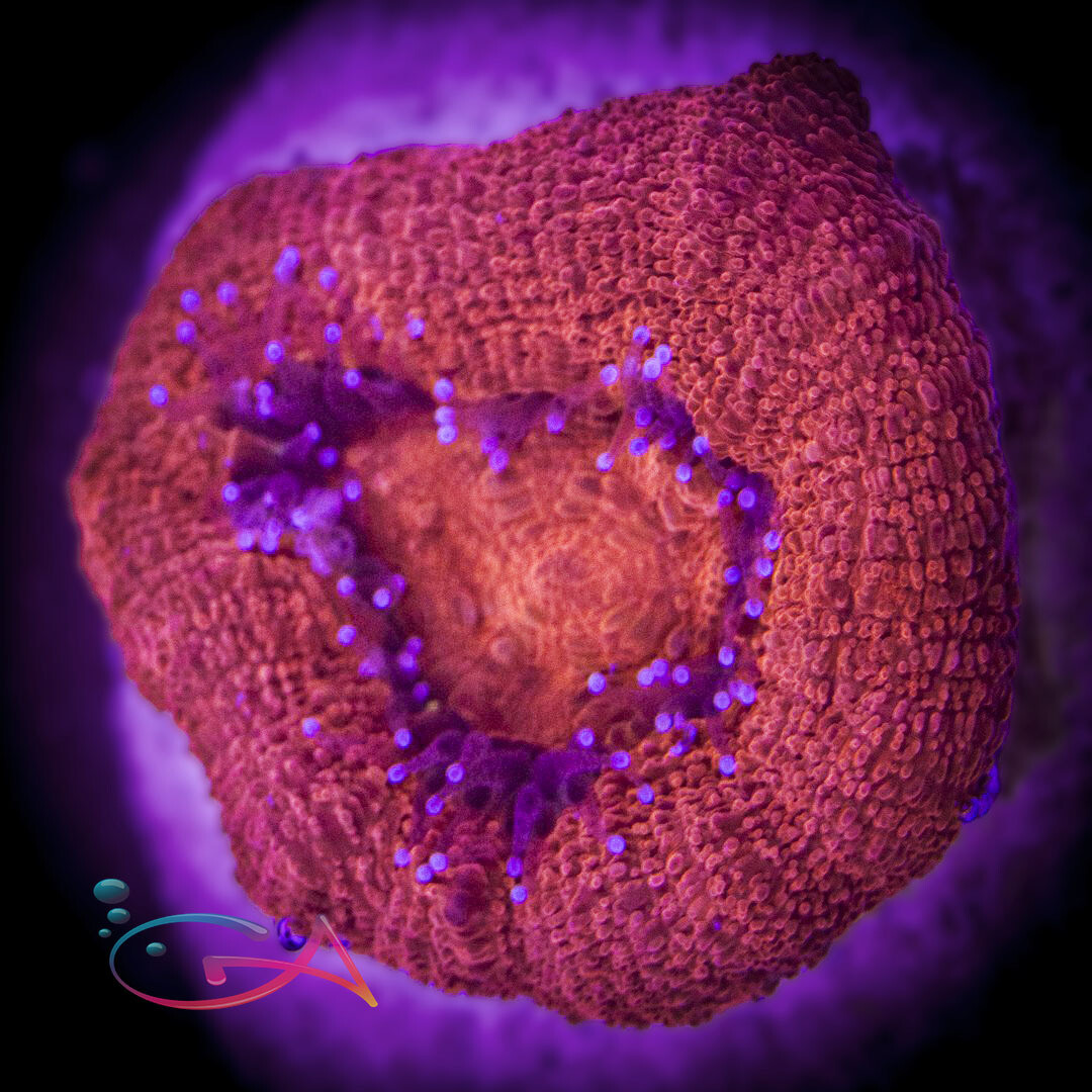 Coral - Frag - Acan - Bowerbanki Red