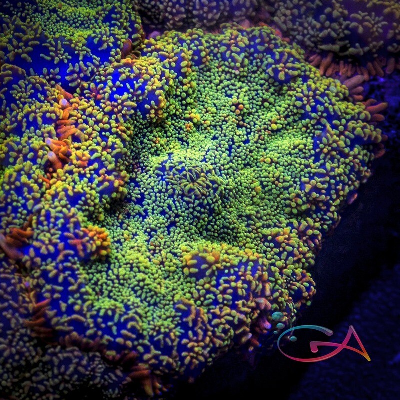 Coral - Frag - Mushroom Rhodactis  - Stained Glass GA
