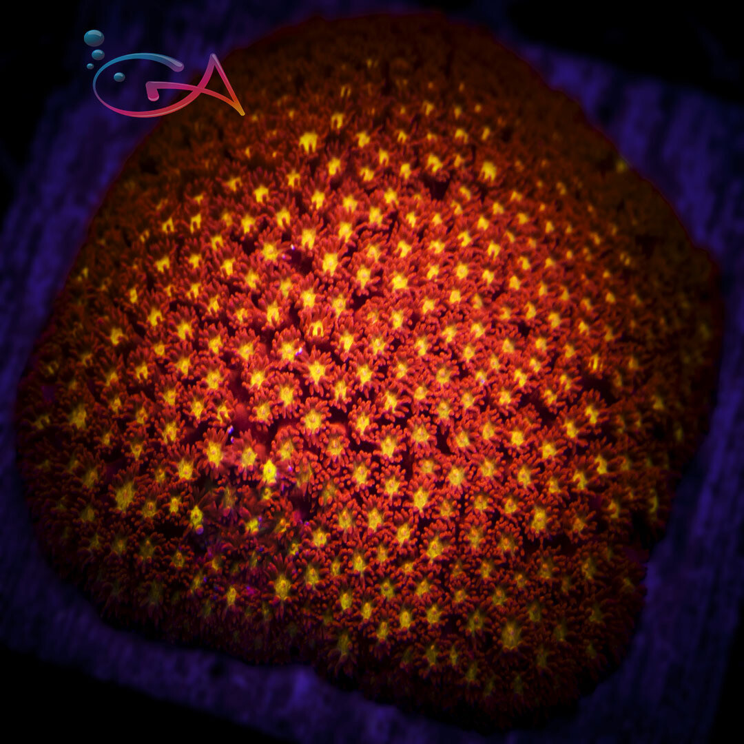 Coral - Frag - Bernardpora - Campfire Embers GA