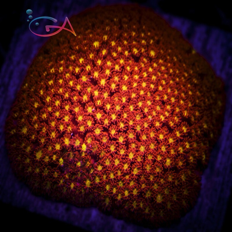 Coral - Frag - Bernardpora - Campfire Embers GA