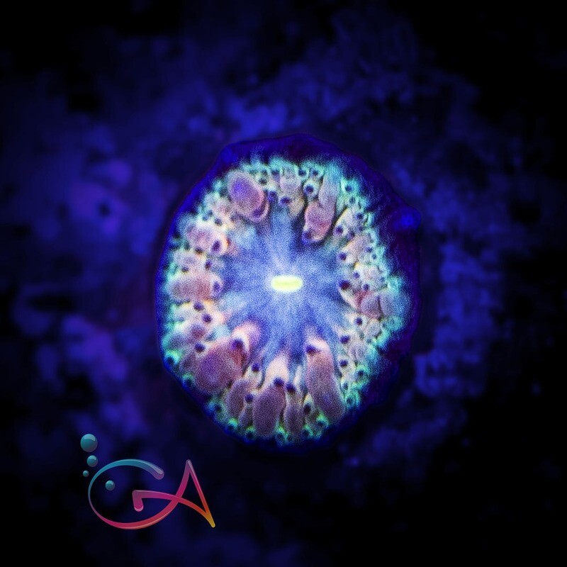 Coral - Frag - Blastomussa Merletti Orange Sherbet GA