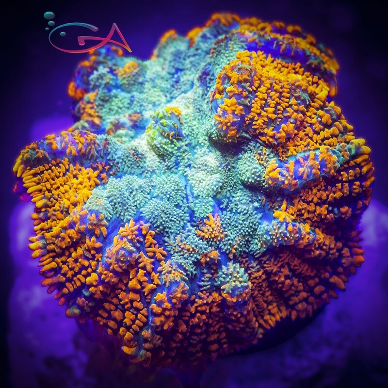 Coral - Frag -  Mushroom Ricordia - Orange Forest GA