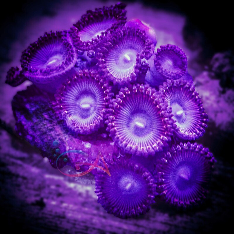 Coral - Frag - Zoa Superman