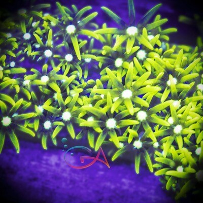 Coral - Frag - Polyp - Green Star Sicko GA