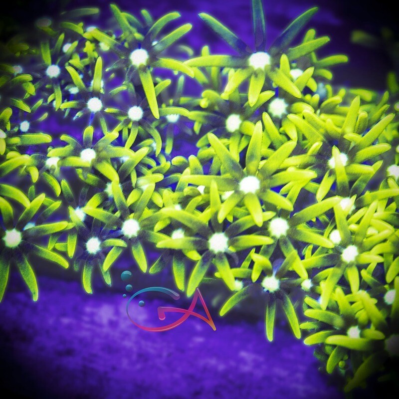 Coral - Frag - Polyp - Green Star Sicko GA