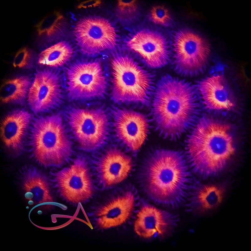 Coral - Frag - Zoa - Red Keds