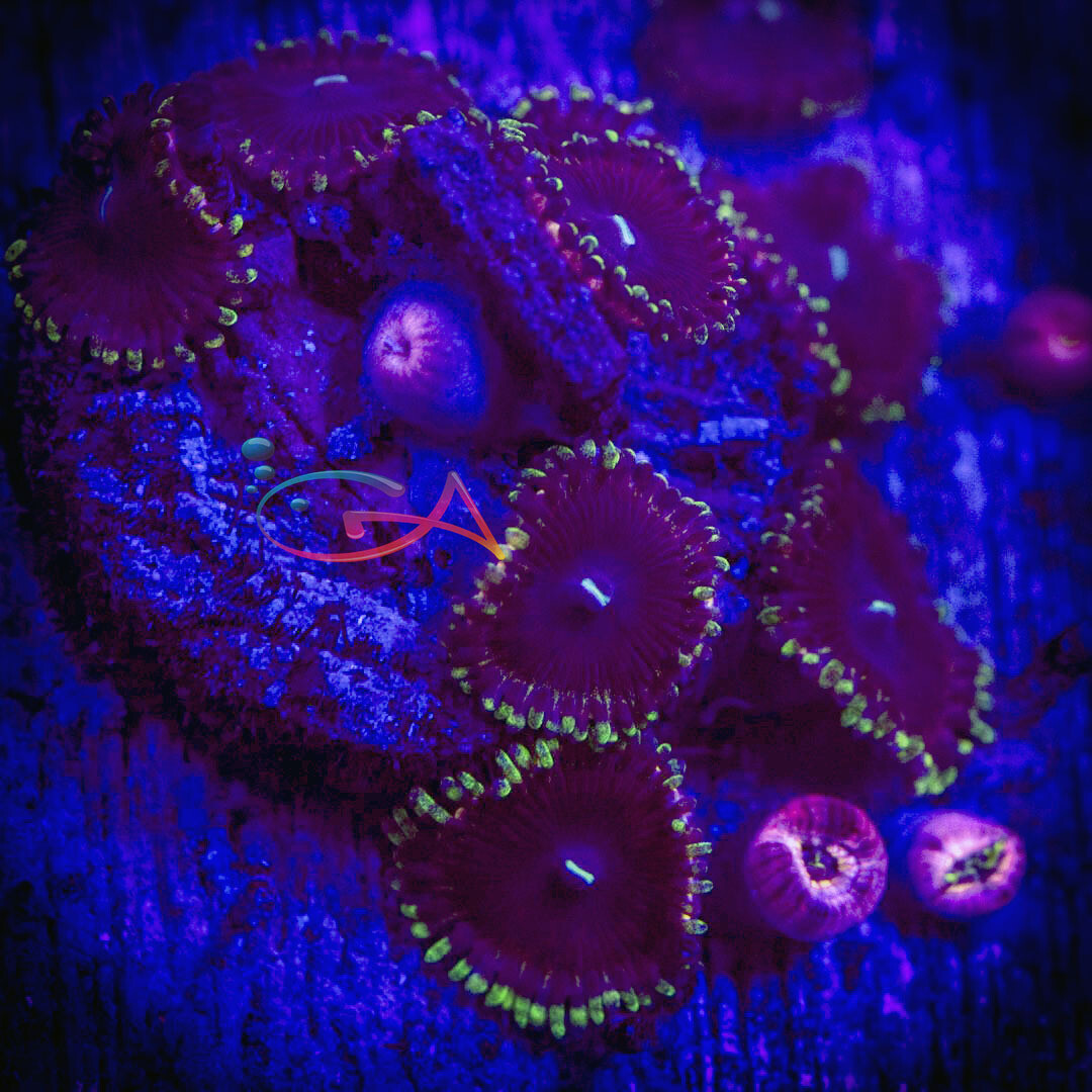 Coral - Frag - Zoa - Berenstain Bears GA