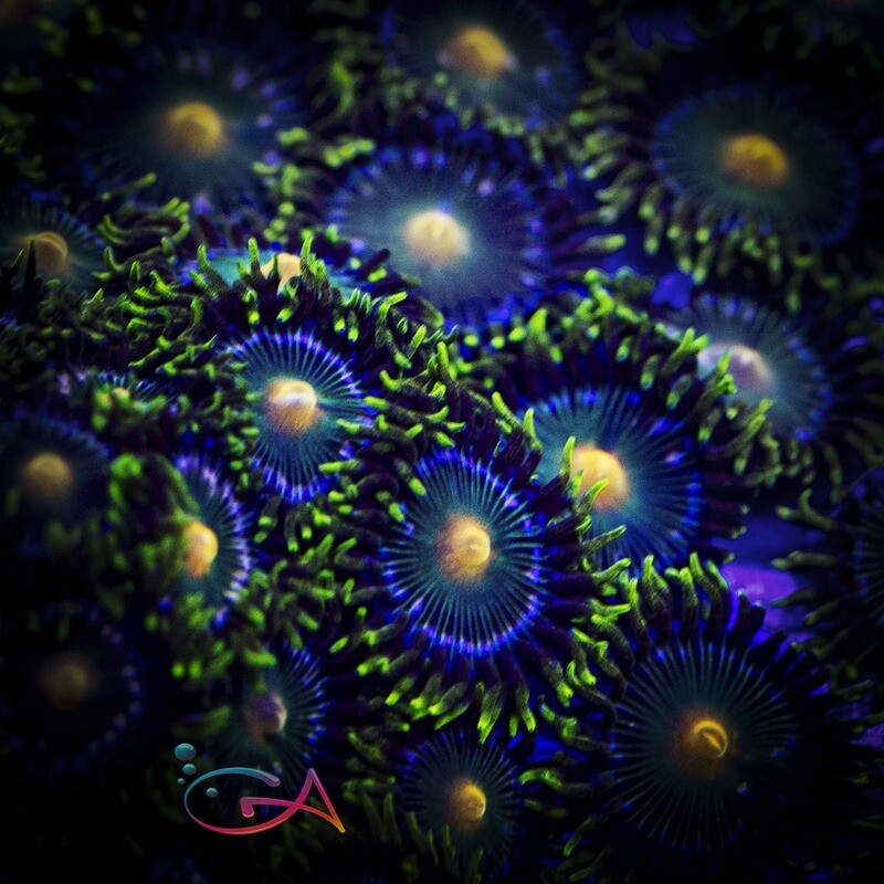 Coral - Frag - Zoa Green Bay Packers