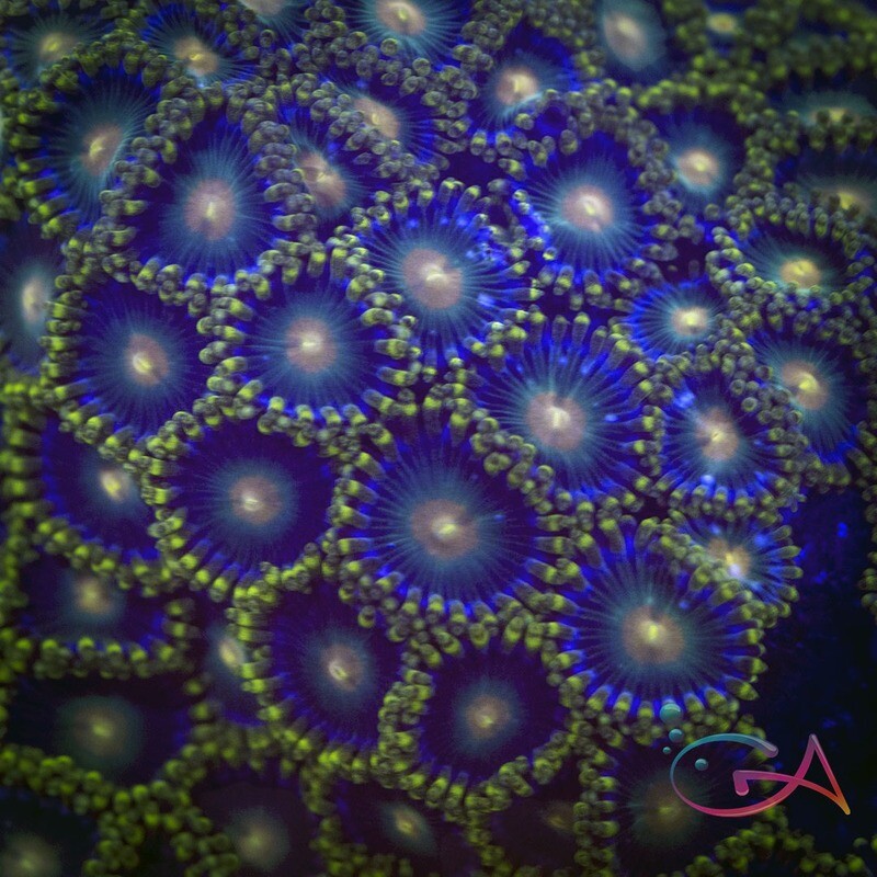 Coral - Frag - Zoa - Green Bay Packers Speckled Morph GA