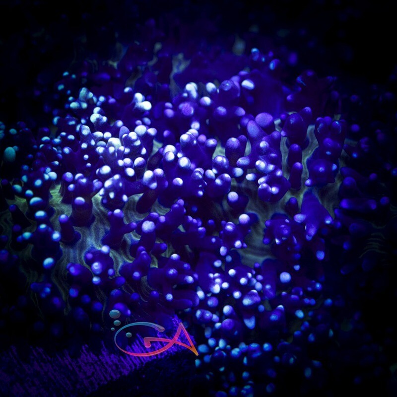 Coral - Frag - Mushroom Rhodactis - Hairy Blue Carpet