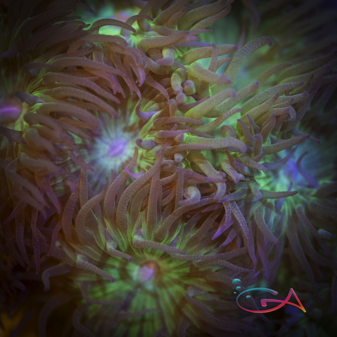 Coral - Frag - Duncan - Light Green