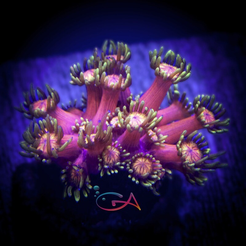 Coral - Frag -Goniopora - West Texas Sunset GA