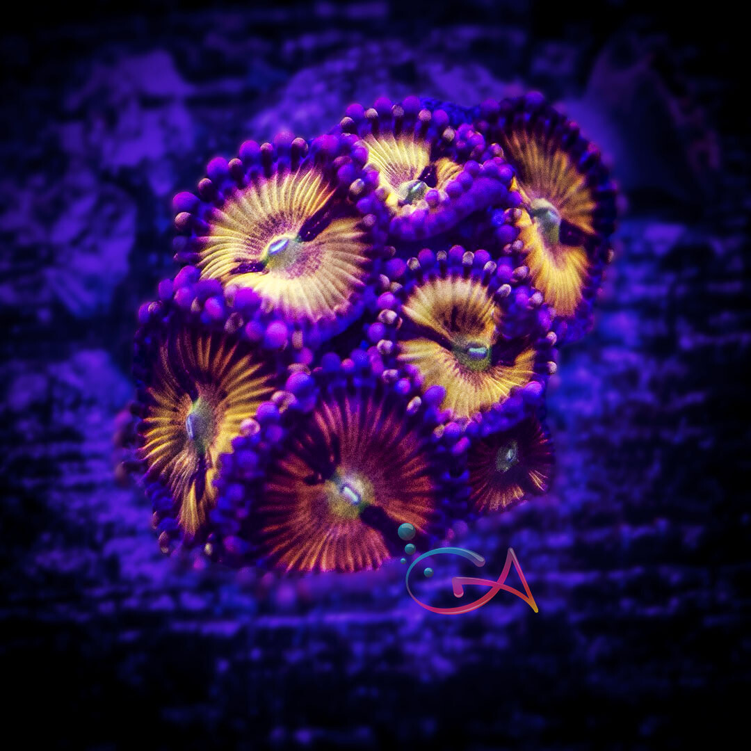 Coral - Frag - Zoa - Playboy Bunny