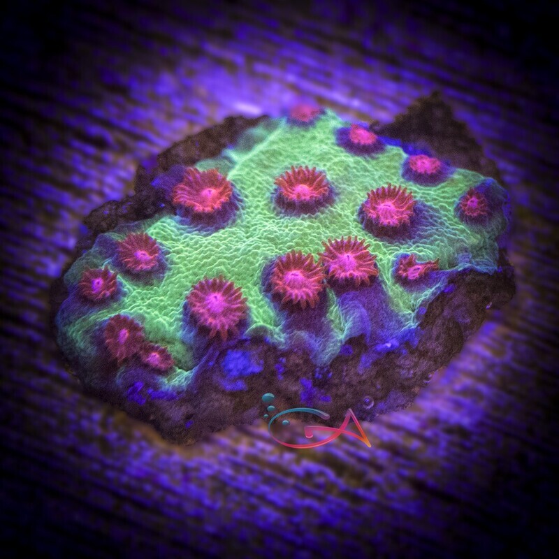 Coral - Frag - Cyphastrea - Alien Pox