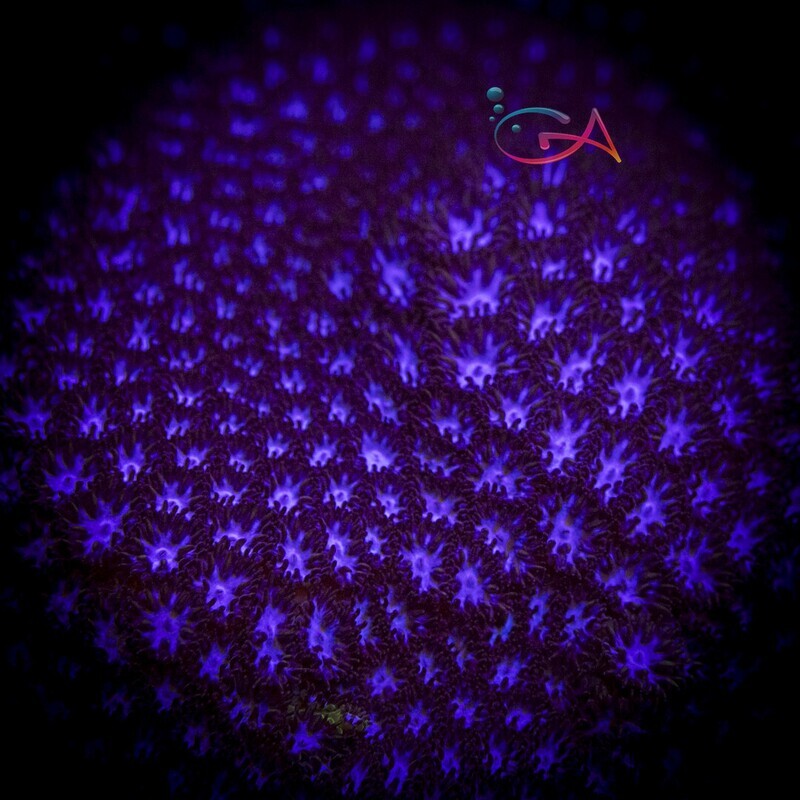 Coral - Frag - Leptastrea - Blue