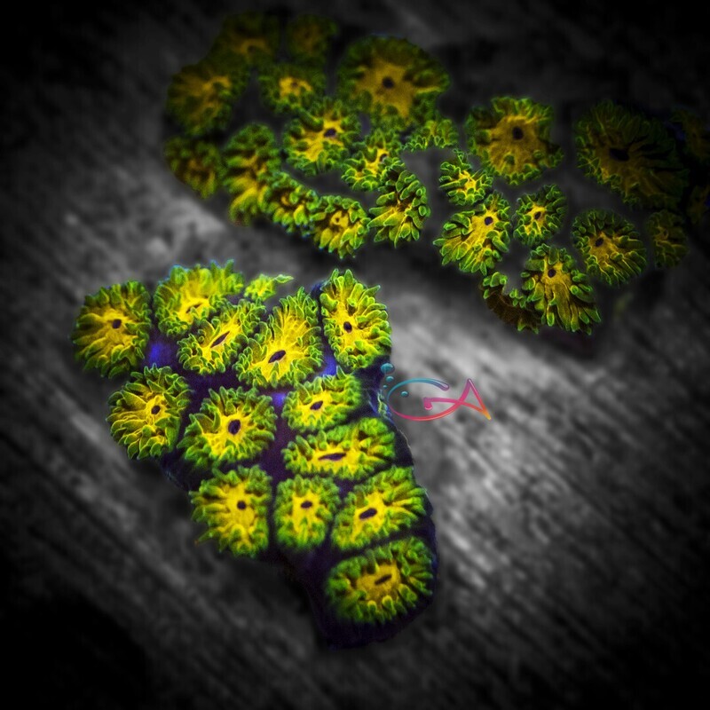 Coral - Frag - Leptastrea - Honeycomb WWC