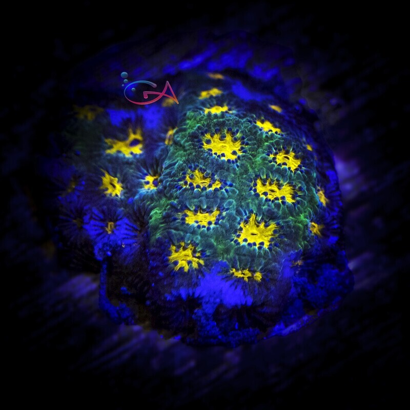 Coral - Frag - Leptastrea -John Deer