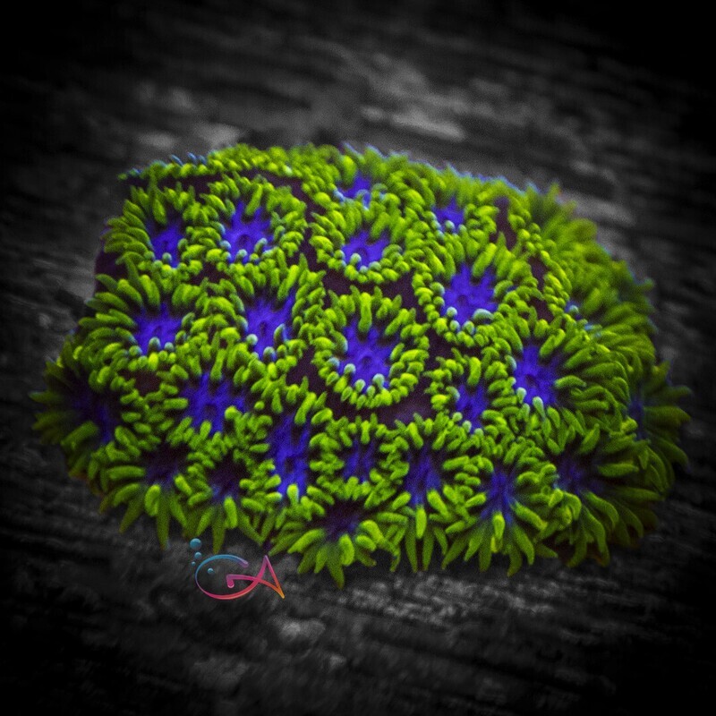 Coral - Frag - Leptastrea - Land of Lakes IJAM