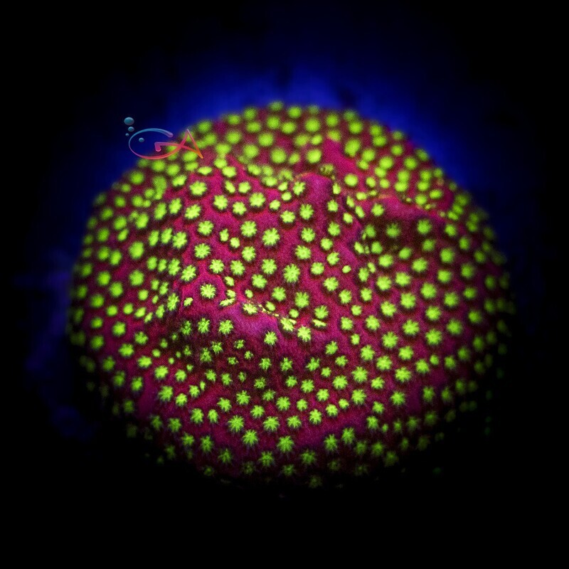 Coral - Frag - Stylocoeniella - Electric Daisy JF