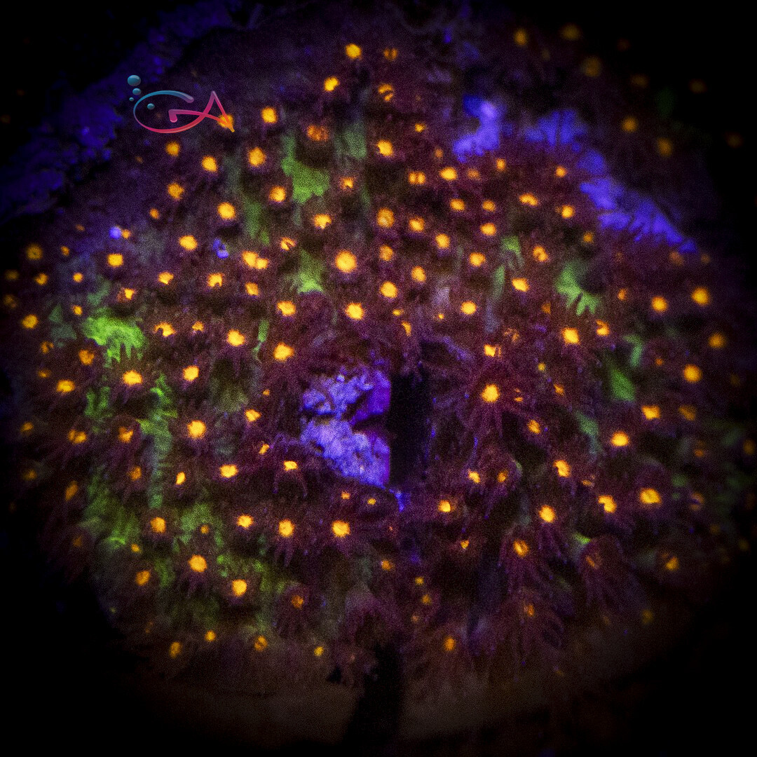 Coral - Frag - Stylocoeniella - Sunset JF