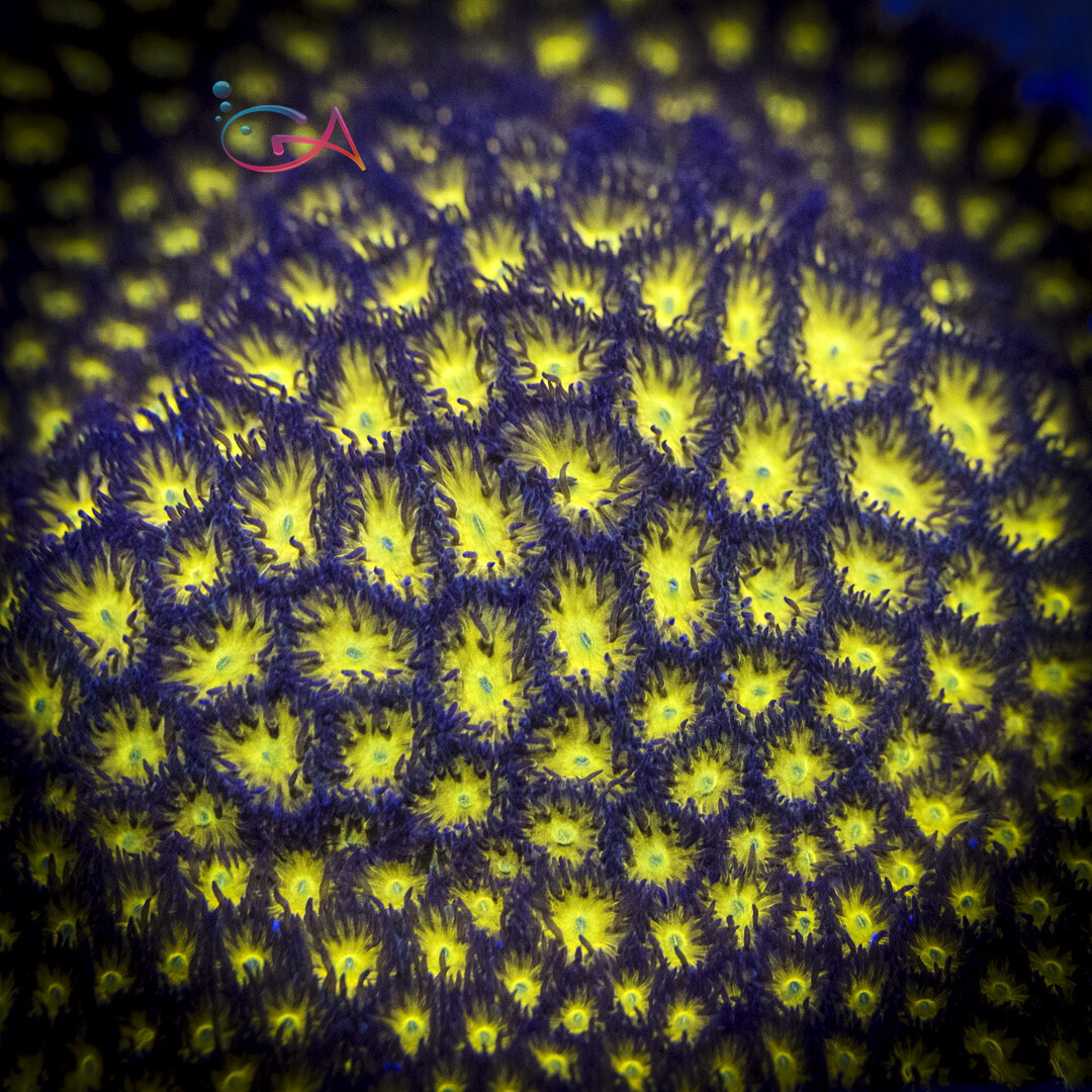 Coral - Frag - Leptastrea - Orange