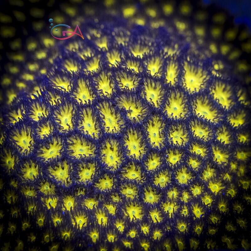 Coral - Frag - Leptastrea - Orange