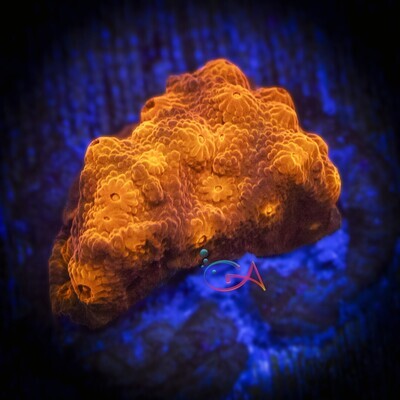 Coral - Frag - Cyphastrea - Red Brick