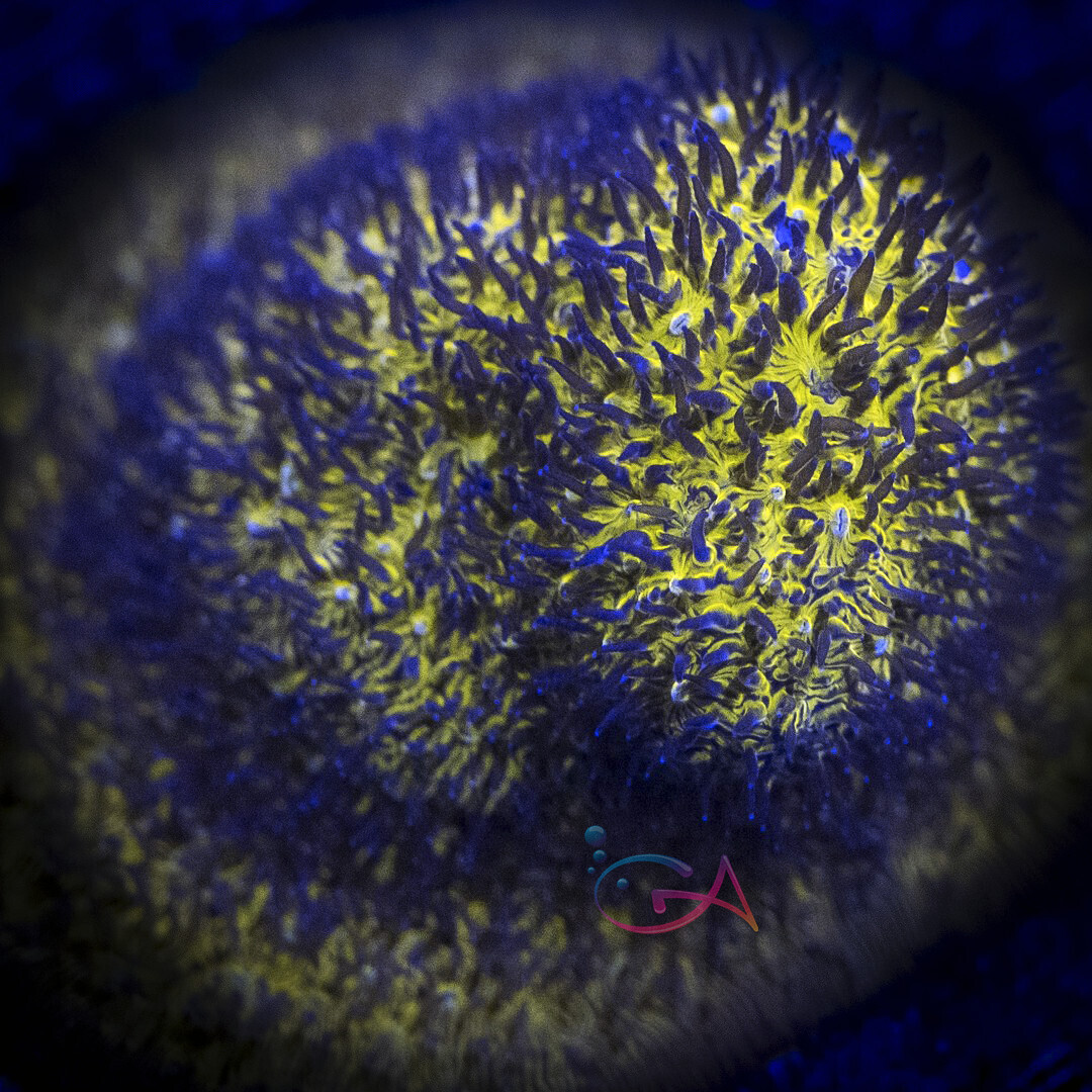 Coral - Frag - Lithophyllon - Tiger's Eye GA