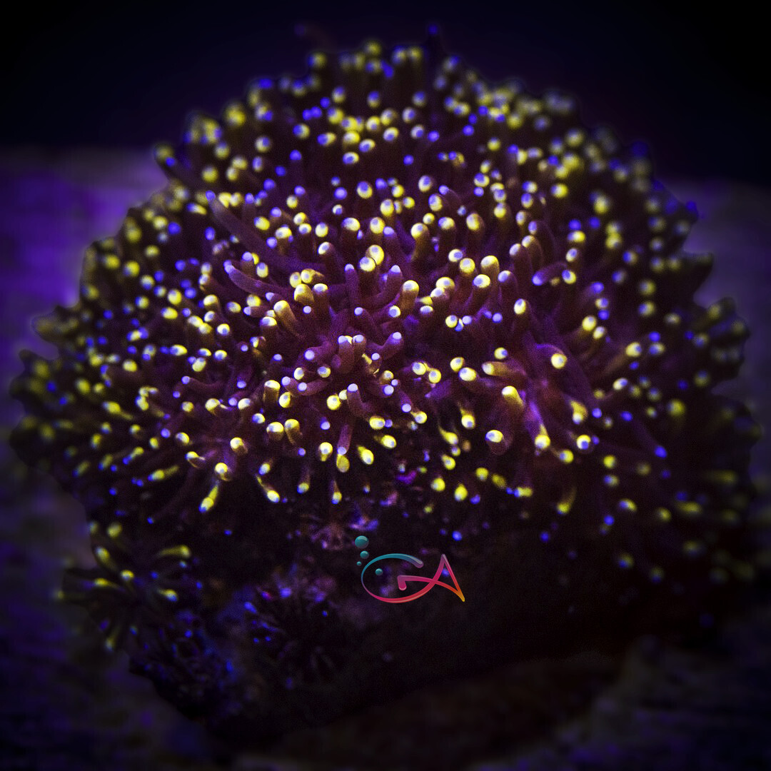 Coral - Frag - Galaxea - Golden