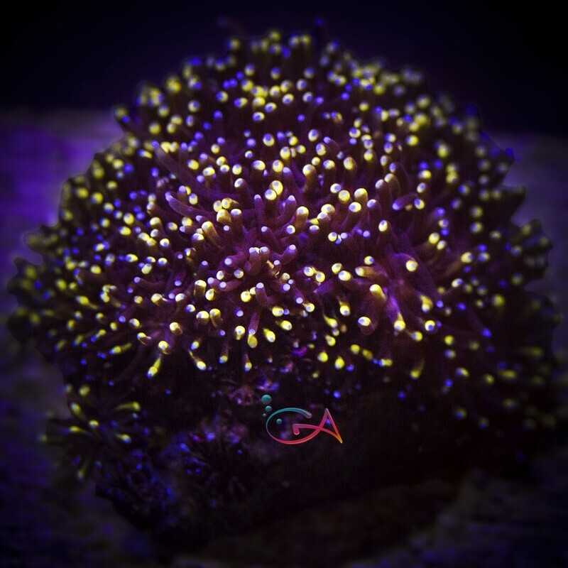 Coral - Frag - Galaxea - Golden