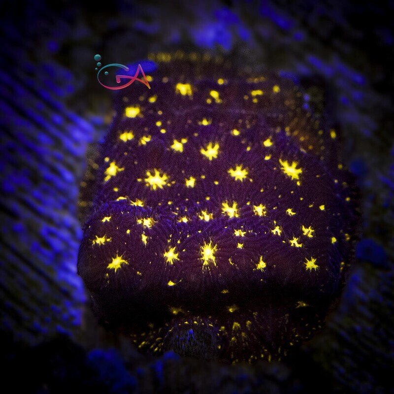 Coral - Frag - Leptoseris - Fireworks