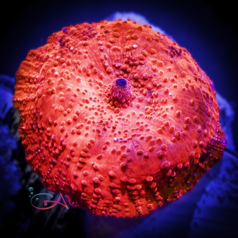 Coral - Frag - Mushroom Discoma - Super Red Australian