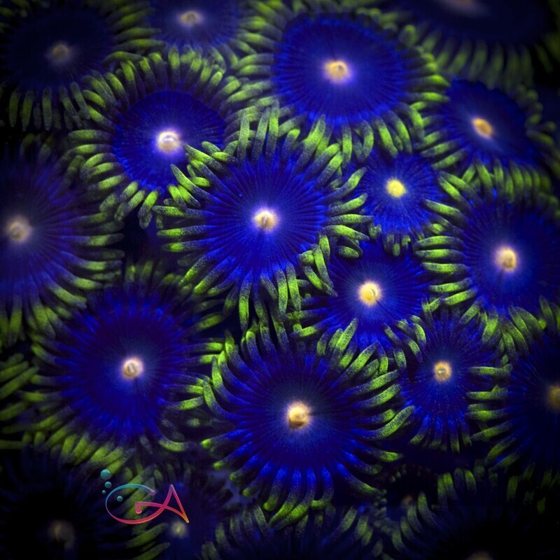Coral - Frag - Zoa Clementines