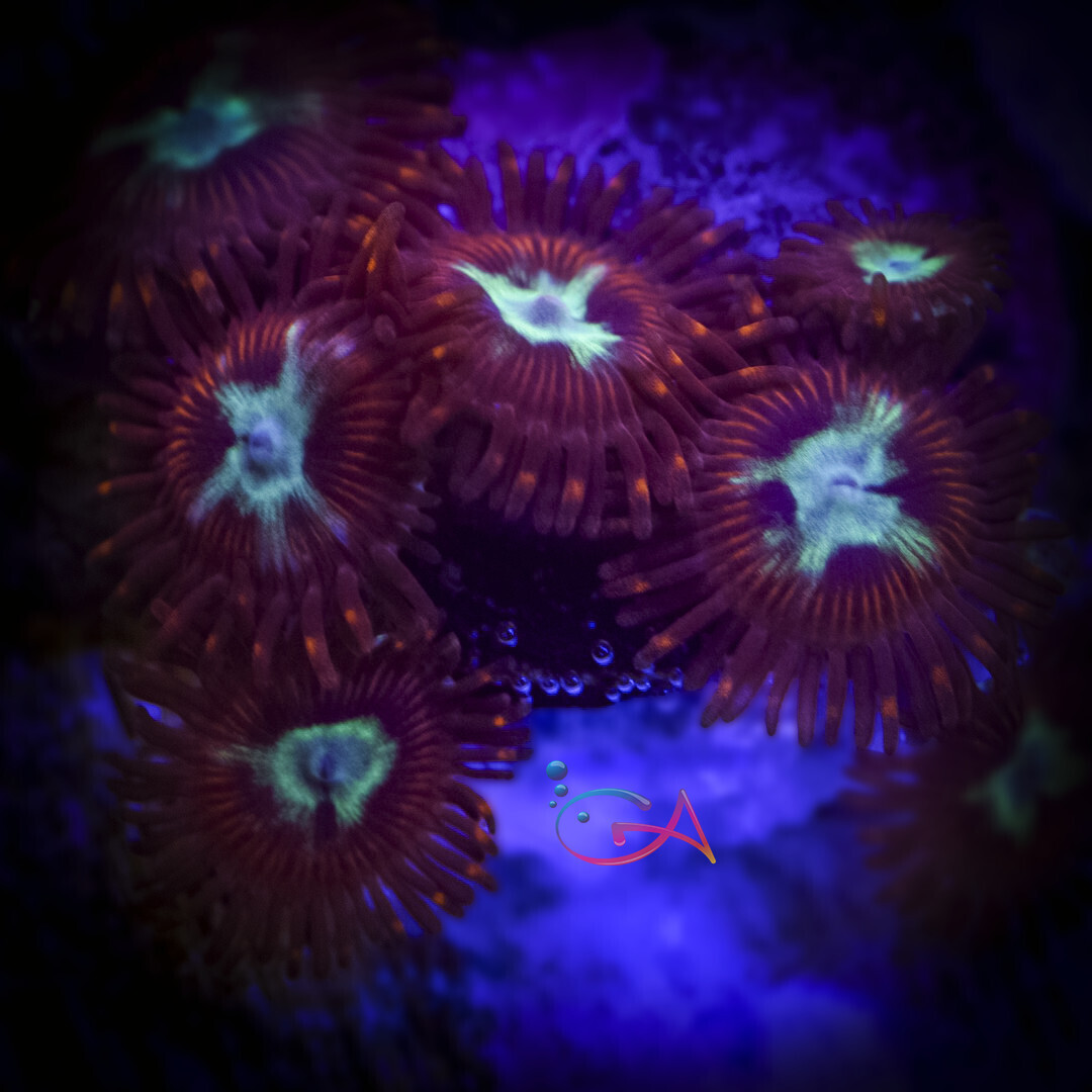 Coral - Frag - Zoa - Frosted Phoenix TSA