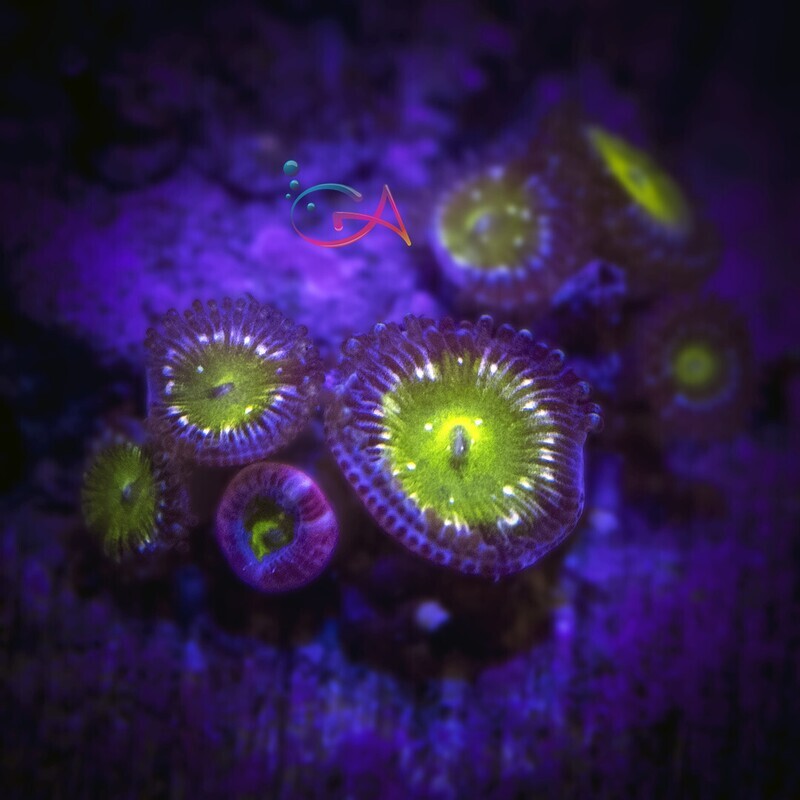 Coral - Frag - Zoa - Frozen Apple TSA